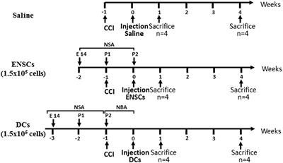 Transplantation of Embryonic Neural Stem Cells and Differentiated Cells in a Controlled Cortical Impact (CCI) Model of Adult Mouse Somatosensory Cortex